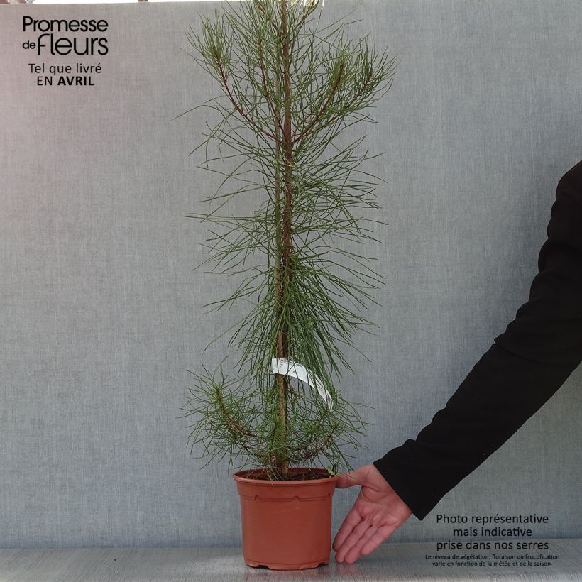 Pinus pinaster - Maritime pine 2L/3L pot sample as delivered in spring