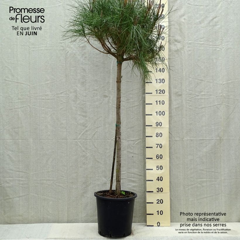 Pinus pinea - Umbrella pine 30L/35L pot, Standard sample as delivered in spring