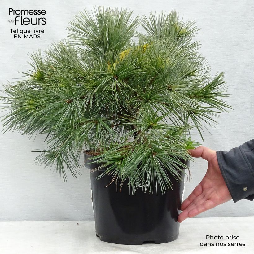 Pinus strobus Minima - Eastern White Pine 7.5L/10L pot sample as delivered in winter