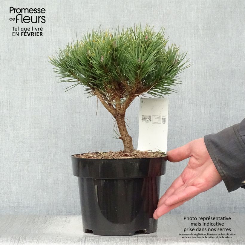 Pinus sylvestris Watereri - Scots Pine 2L/3L pot sample as delivered in winter