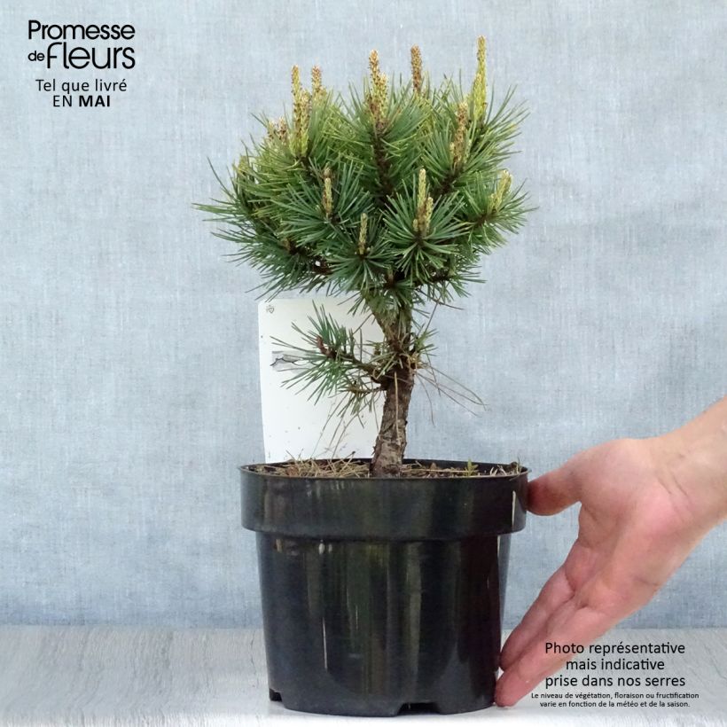 Pinus sylvestris Watereri - Scots Pine 2L/3L pot sample as delivered in spring