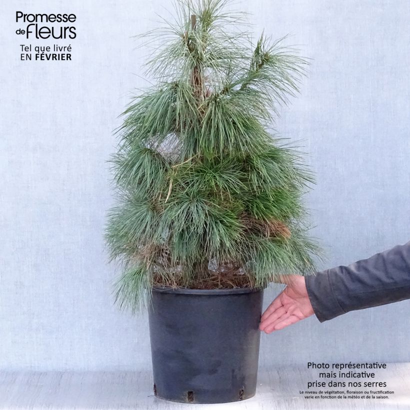Pinus wallichiana - Bhutan Pine 18L/20L pot sample as delivered in winter