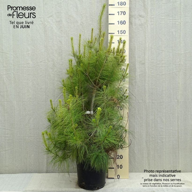 Pinus wallichiana - Bhutan Pine 18L/20L pot sample as delivered in spring