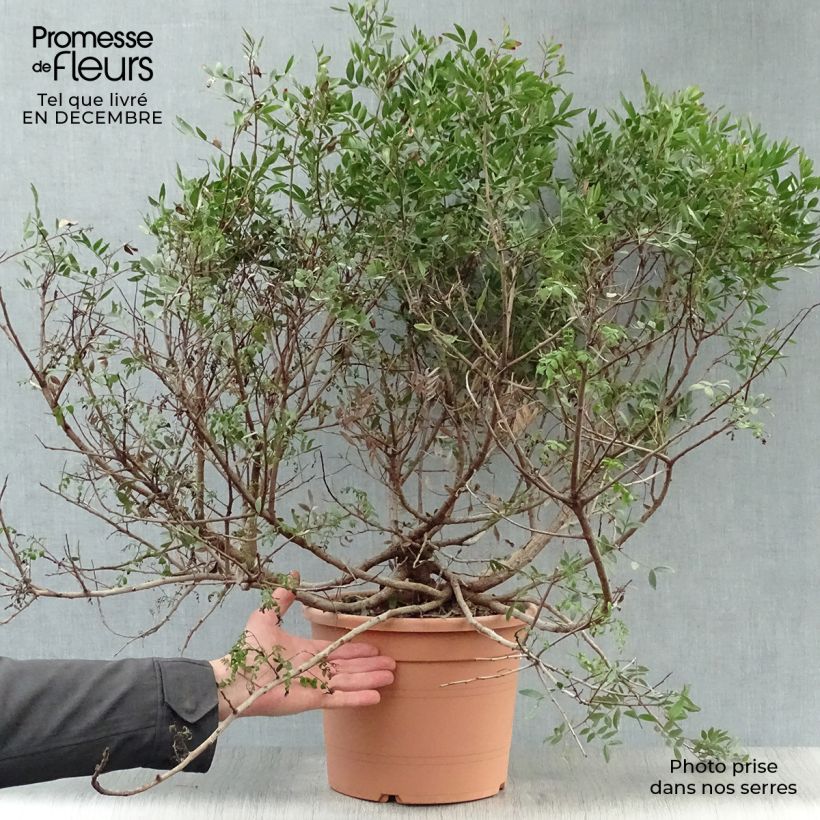 Pistacia lentiscus - Mastic Tree 6L/7L pot sample as delivered in winter