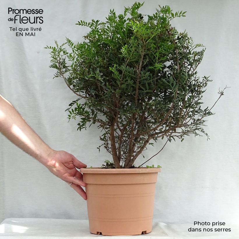Pistacia lentiscus - Mastic Tree 6L/7L pot sample as delivered in spring