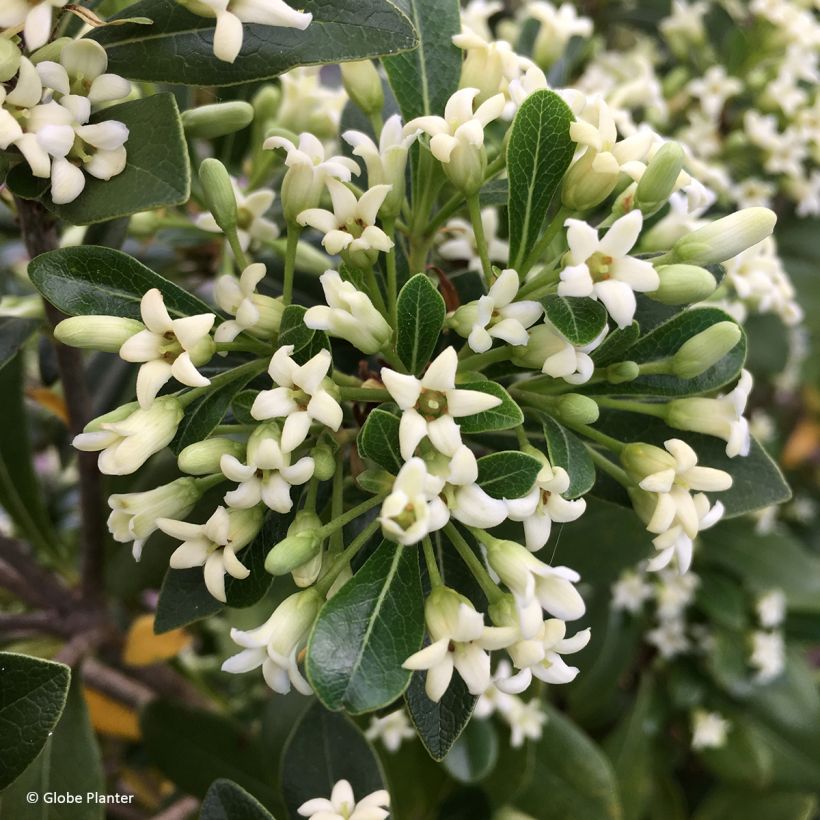 Pittosporum tobira x heterophyllum Green Mound - Japanese pittosporum (Flowering)