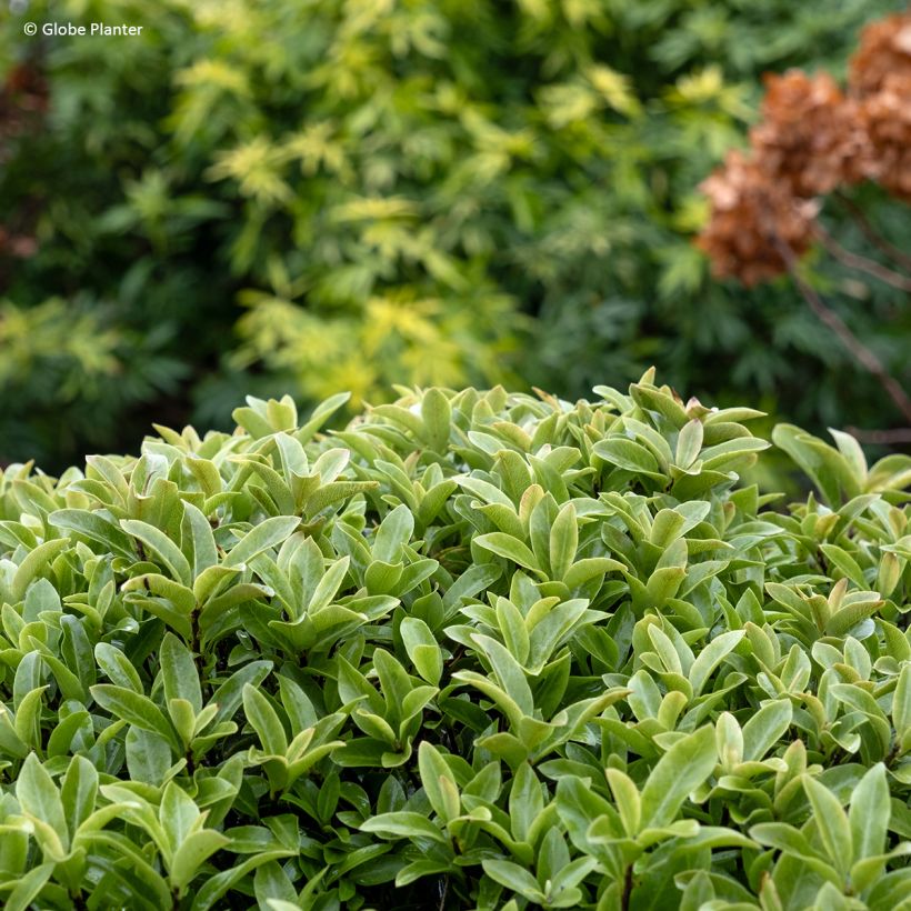 Pittosporum tenuifolium Orbitea - Kohuhu (Foliage)