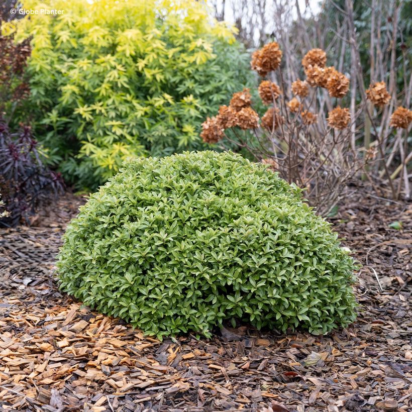 Pittosporum tenuifolium Orbitea - Kohuhu (Plant habit)