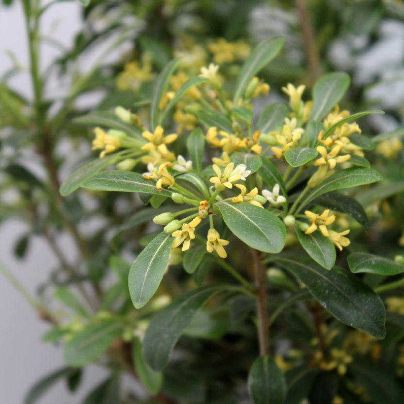 Pittosporum tobira x heterophyllum Green Mound - Japanese pittosporum (Foliage)