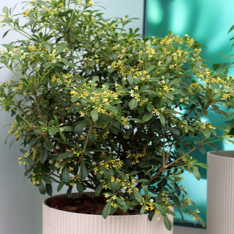 Pittosporum tobira x heterophyllum Green Mound - Japanese pittosporum (Plant habit)