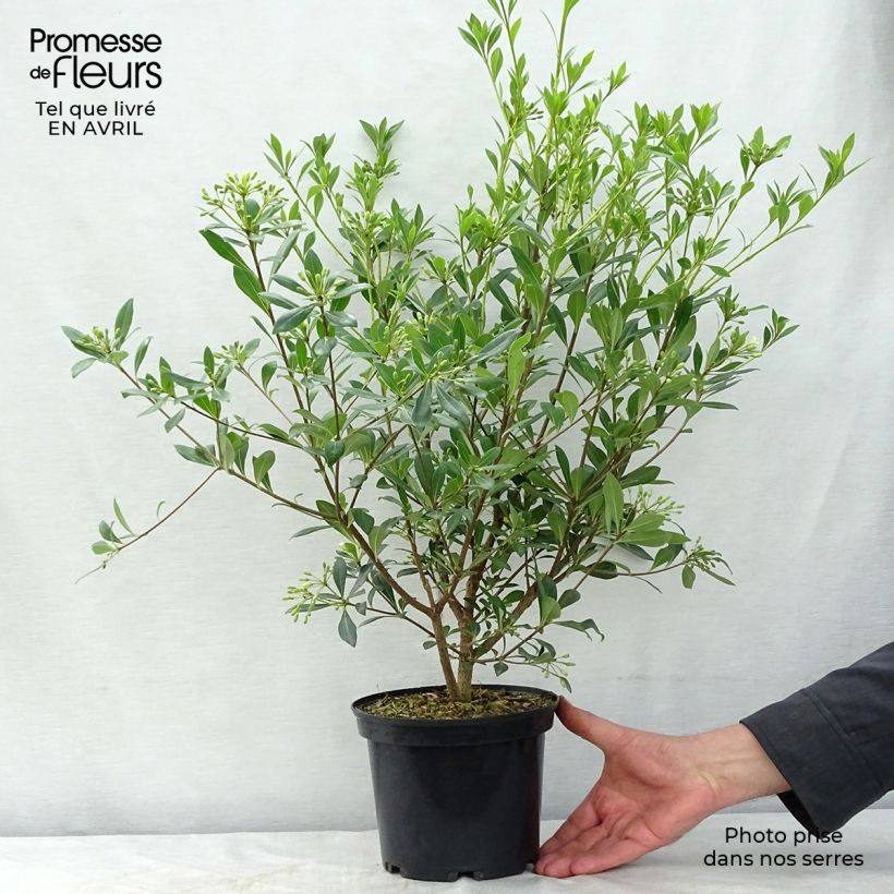 Pittosporum heterophyllum 2L/3L pot sample as delivered in spring