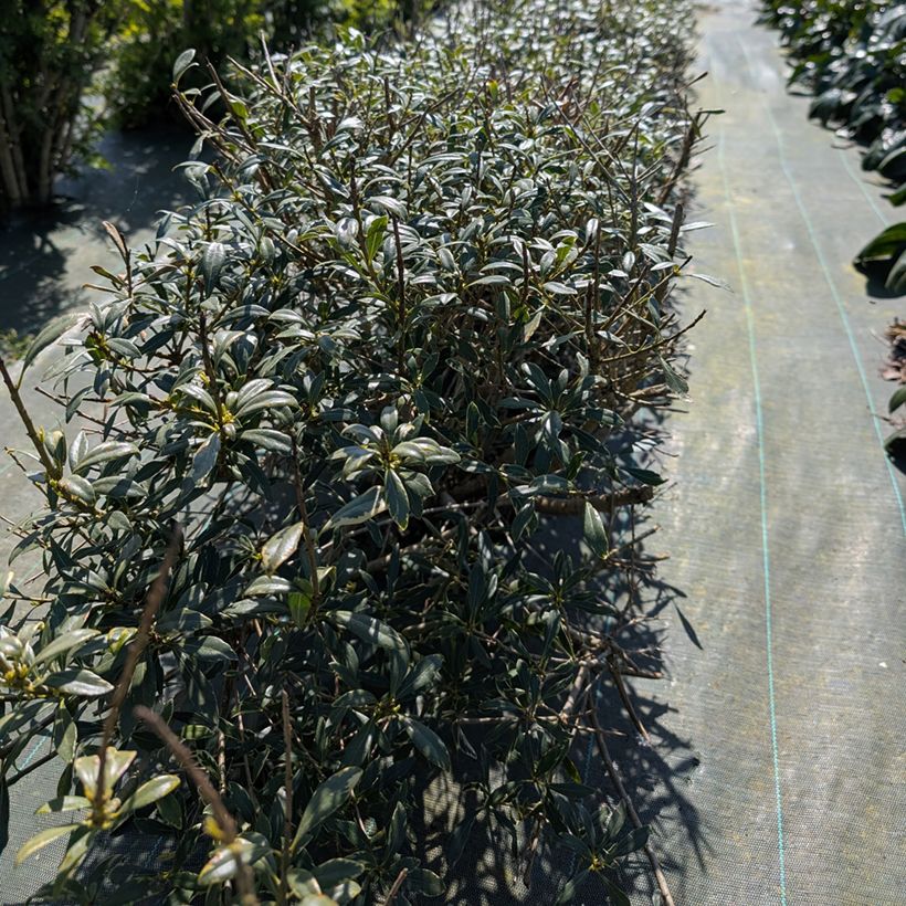 Pittosporum heterophyllum Quissac (Plant habit)