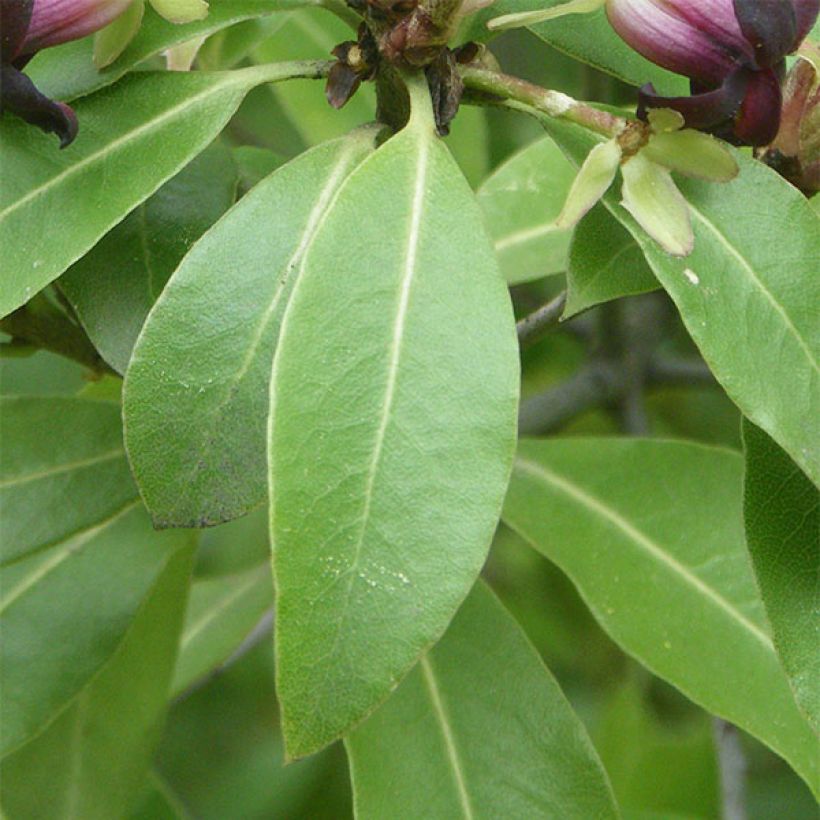 Pittosporum tenuifolium (Foliage)