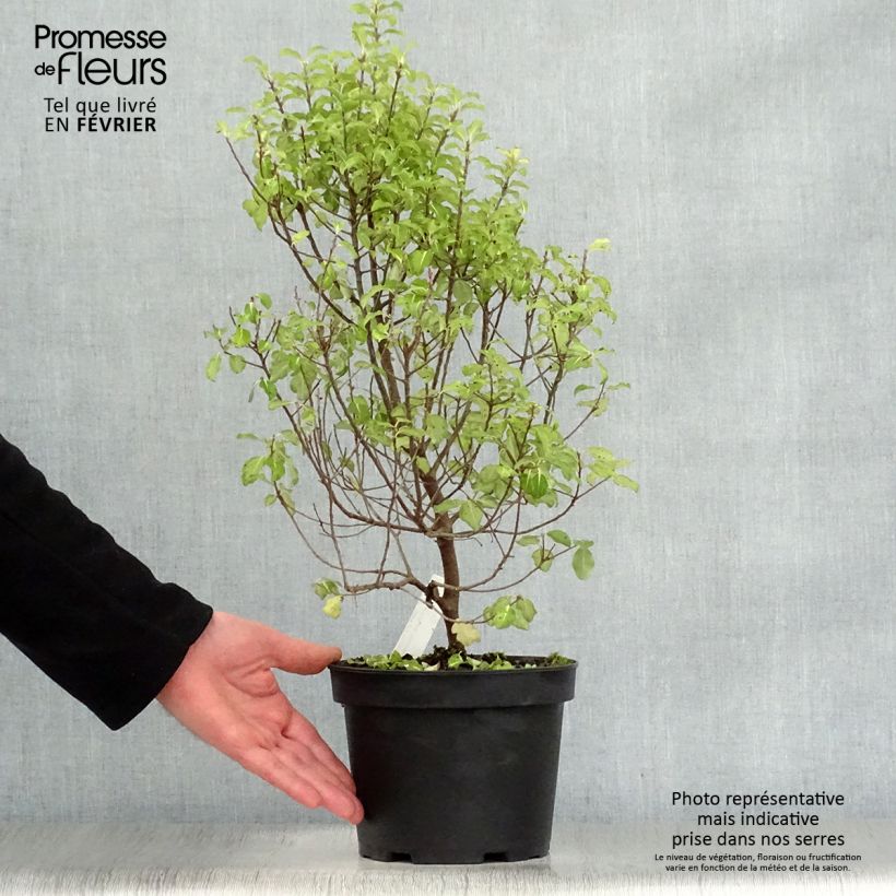 Pittosporum tenuifolium Abbotsbury Gold - Kohuhu 2L/3L pot sample as delivered in winter