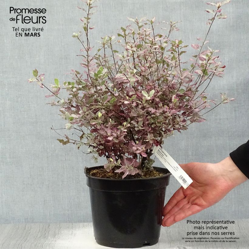 Pittosporum tenuifolium Bannow Bay - Kohuhu 3L/4L pot sample as delivered in spring