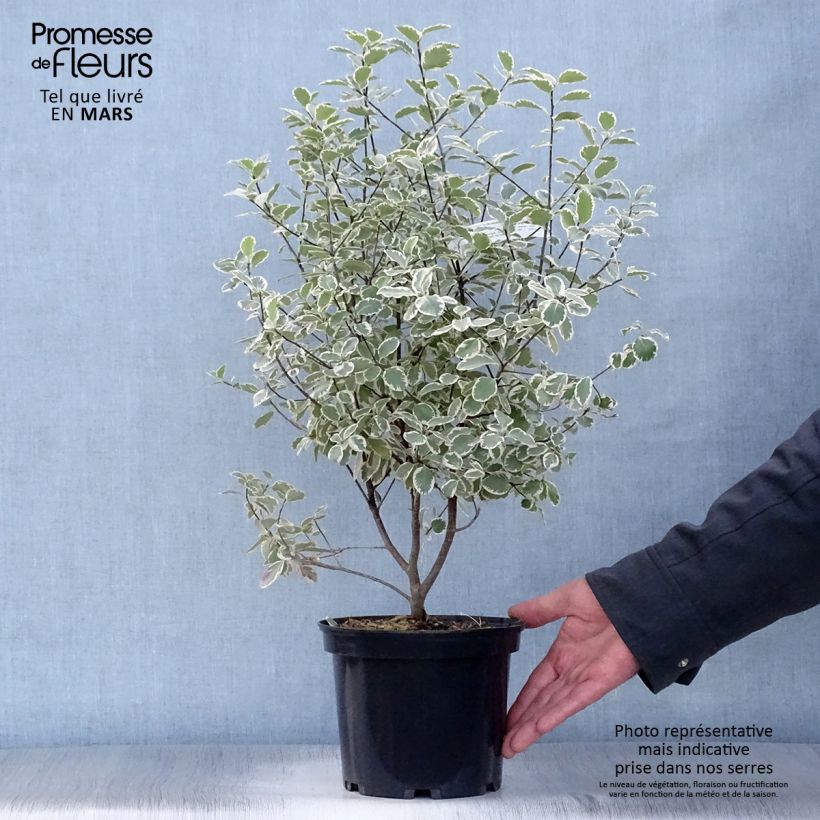 Pittosporum tenuifolium Elisabeth - Kohuhu 2L/3L pot sample as delivered in spring