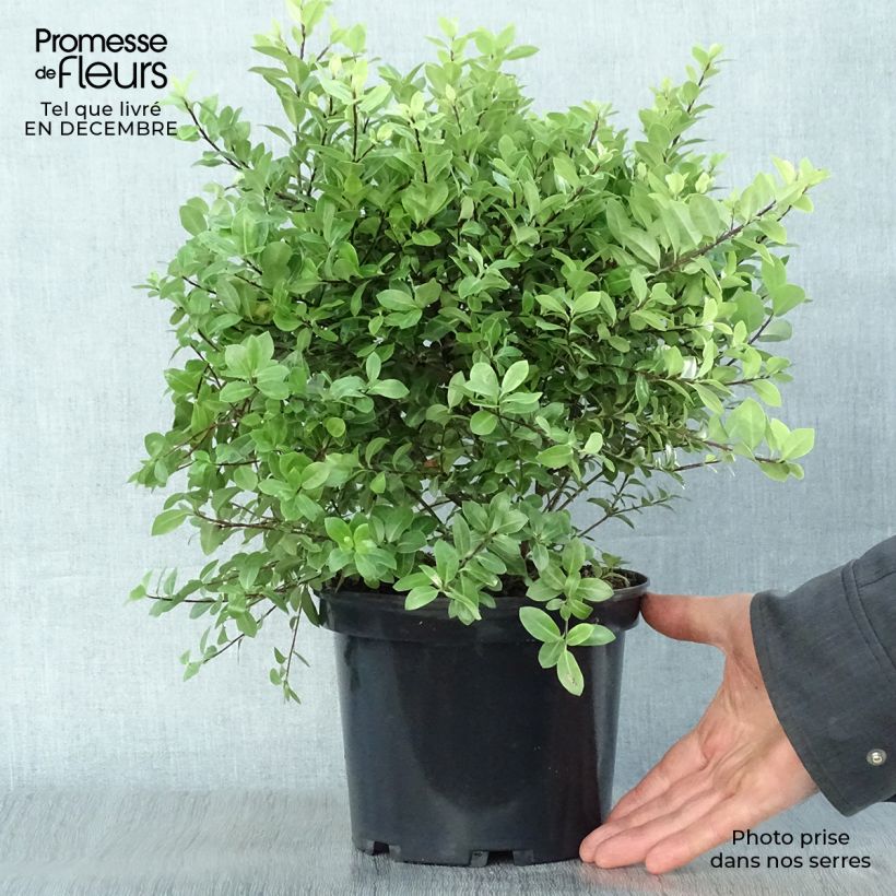 Pittosporum tenuifolium Golf Ball - Kohuhu 2L/3L pot sample as delivered in winter