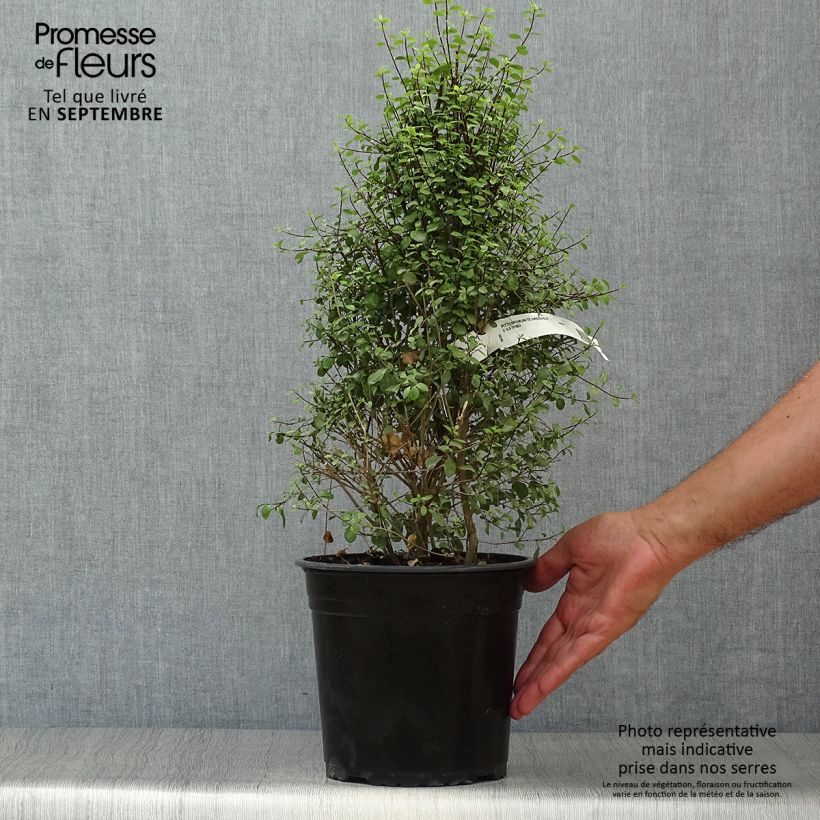 Pittosporum tenuifolium Green Elf - Kohuhu 4L/5L pot sample as delivered in autumn