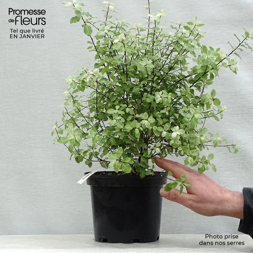 Pittosporum tenuifolium Irene Patterson - Kohuhu 2L/3L pot sample as delivered in winter