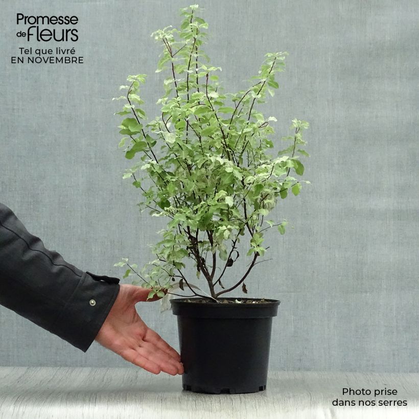 Pittosporum tenuifolium Irene Patterson - Kohuhu 2L/3L pot sample as delivered in autumn