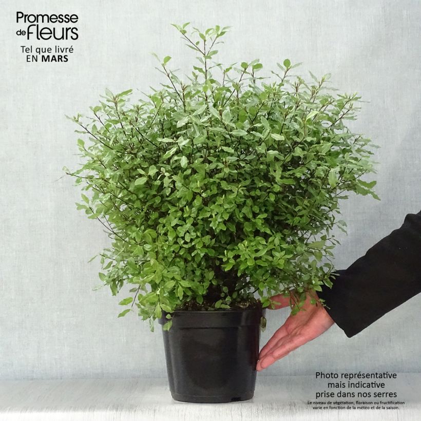 Pittosporum tenuifolium Midget - Kohuhu 2L/3L pot sample as delivered in spring