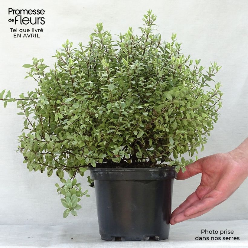 Pittosporum tenuifolium Silver Ball - Kohuhu 2L/3L pot sample as delivered in spring