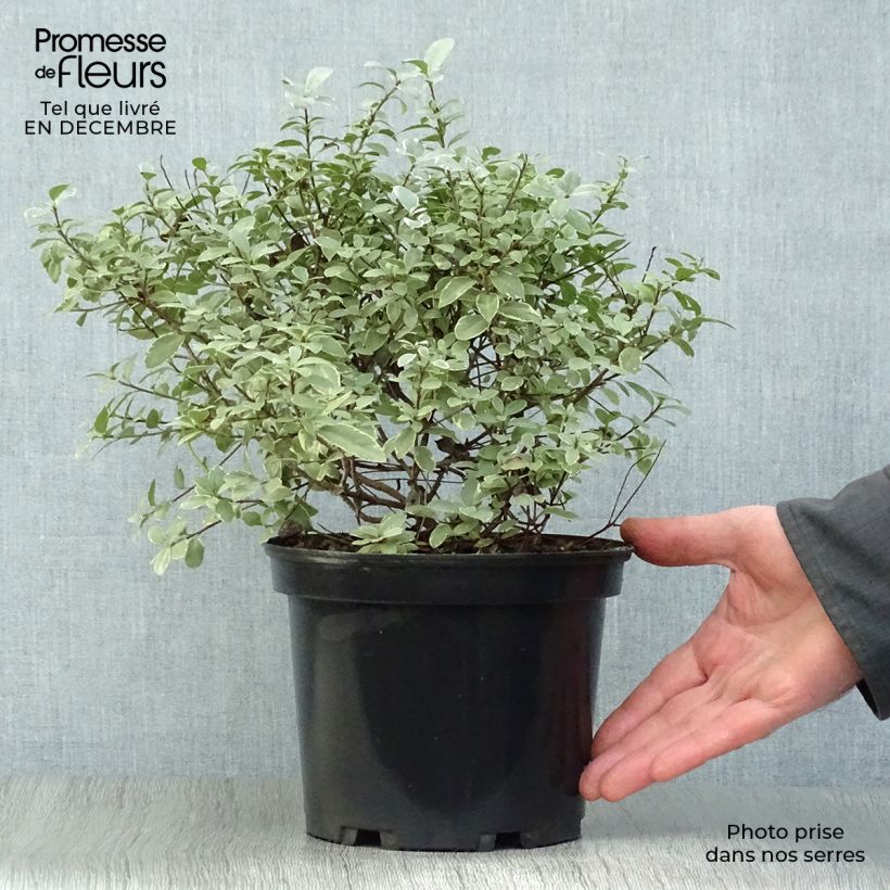 Pittosporum tenuifolium Silver Ball - Kohuhu 2L/3L pot sample as delivered in winter