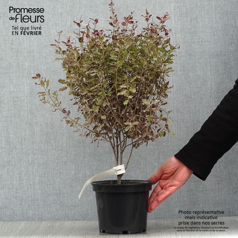 Pittosporum tenuifolium Tom Thumb - Kohuhu 2L/3L pot sample as delivered in winter