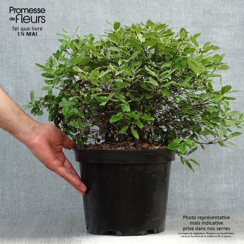 Pittosporum tenuifolium Tom Thumb - Kohuhu 6L/7L pot sample as delivered in spring