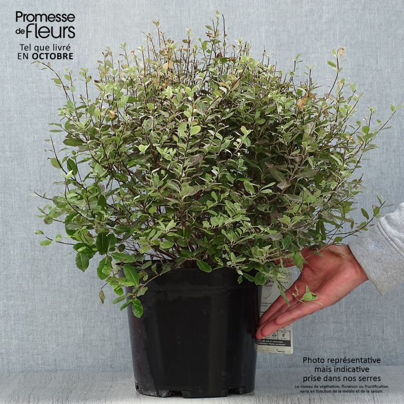 Pittosporum tenuifolium Tom Thumb - Kohuhu 6L/7L pot sample as delivered in autumn
