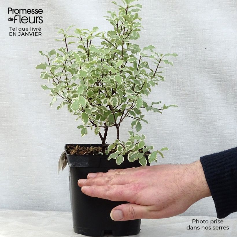 Pittosporum tenuifolium Variegatum - Kohuhu 2L/3L pot sample as delivered in winter