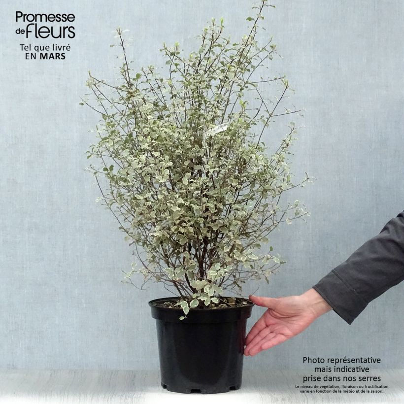Pittosporum tenuifolium Victoria - Kohuhu 4L/5L pot sample as delivered in spring