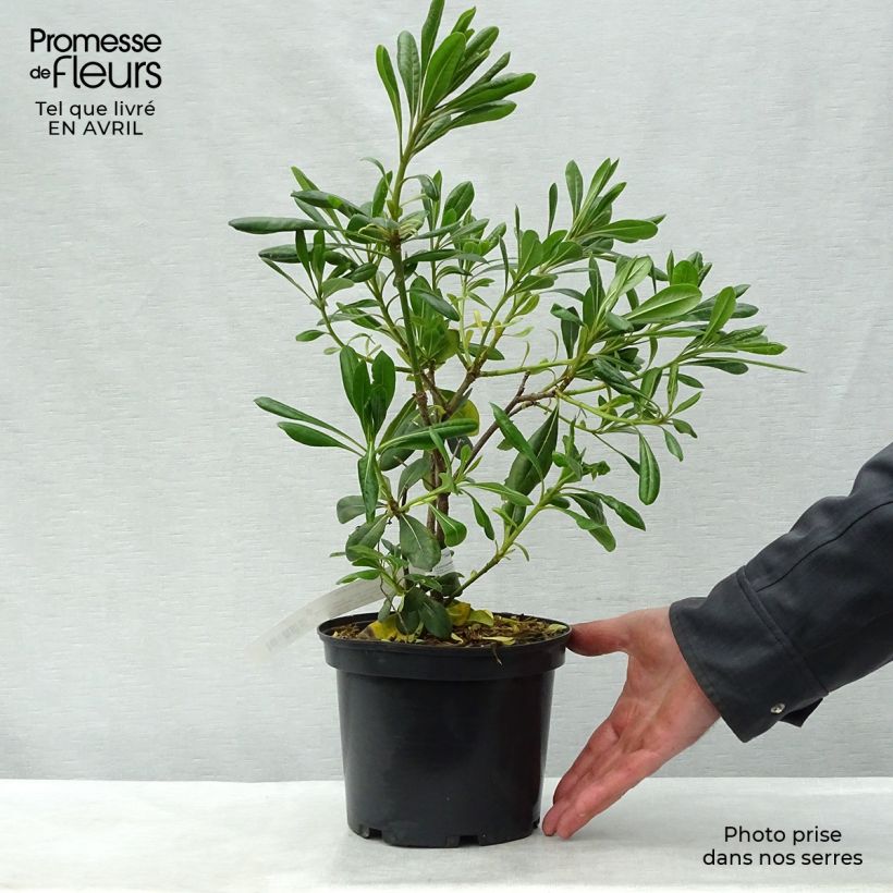 Pittosporum tobira 2L/3L pot sample as delivered in spring
