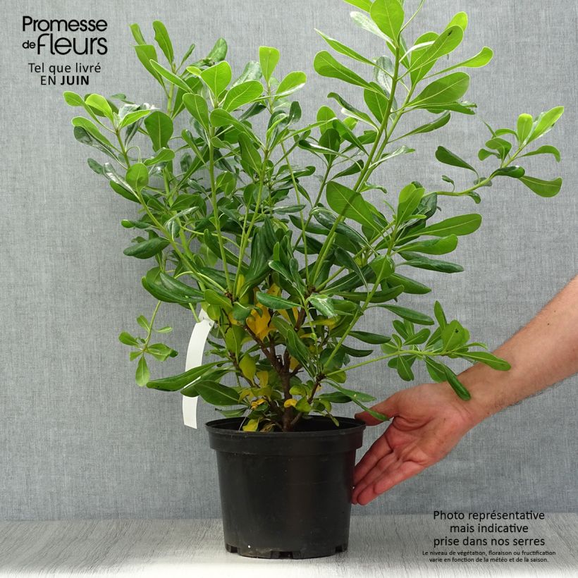 Pittosporum tobira 2L/3L pot sample as delivered in summer