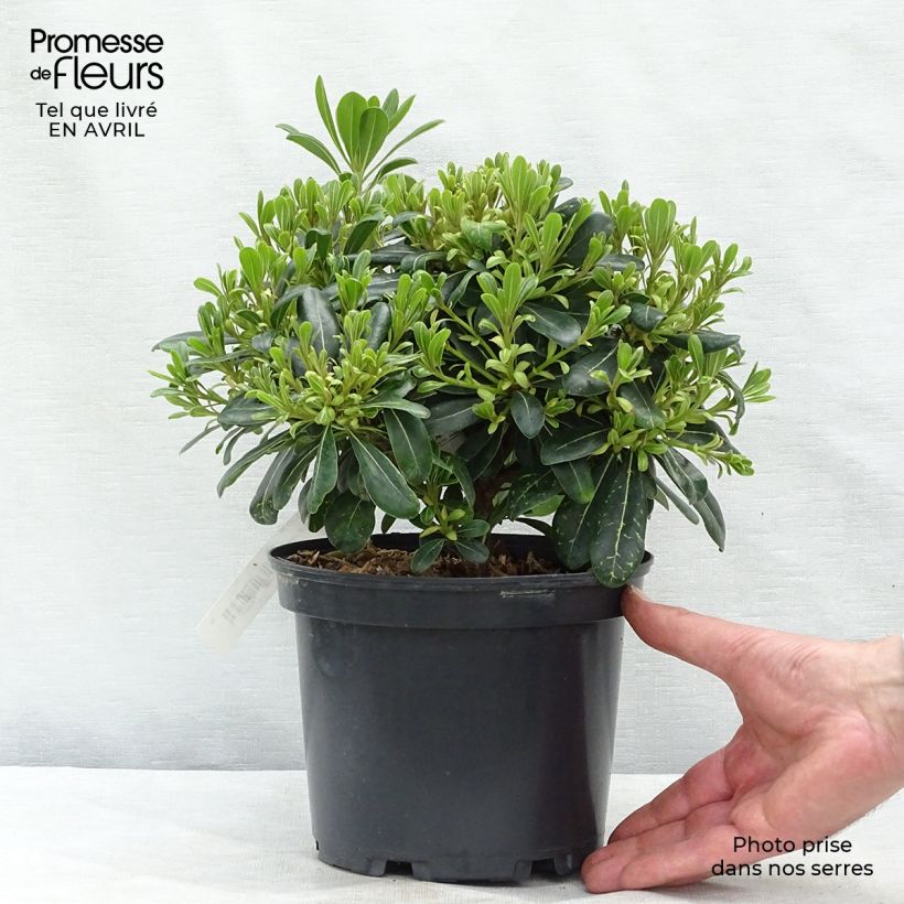 Pittosporum tobira Nanum - Japanese Pittosporum 2L/3L pot sample as delivered in spring
