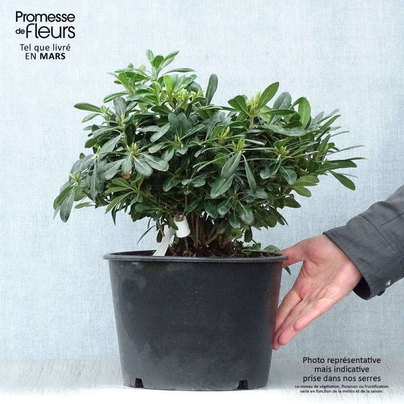 Pittosporum tobira Nanum - Japanese Pittosporum 7.5L/10L pot sample as delivered in spring