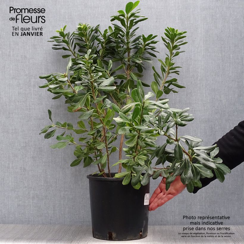 Pittosporum tobira 7.5L/10L pot sample as delivered in winter