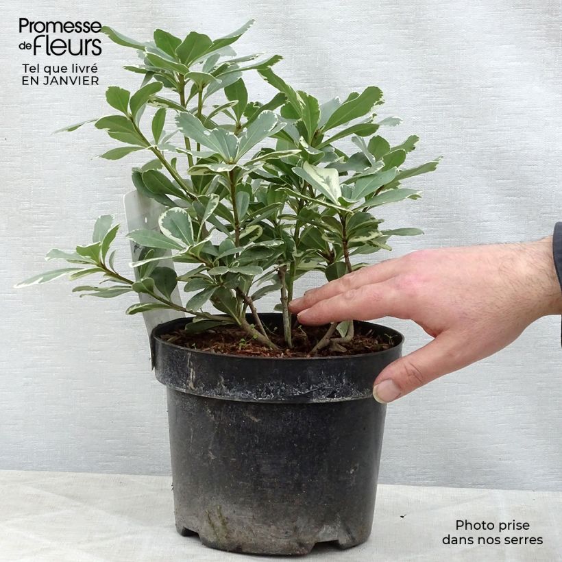 Pittosporum tobira Variegatum - Japanese Pittosporum 2L/3L pot sample as delivered in winter