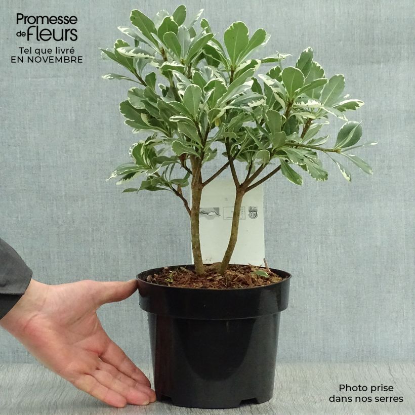 Pittosporum tobira Variegatum - Japanese Pittosporum 2L/3L pot sample as delivered in autumn