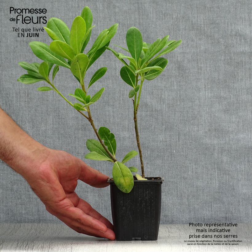 Pittosporum tobira 8/9 cm pot sample as delivered in summer