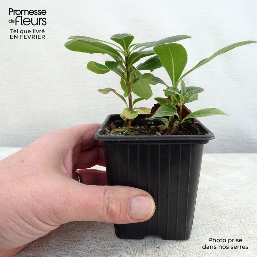 Pittosporum tobira 8/9 cm pot sample as delivered in winter
