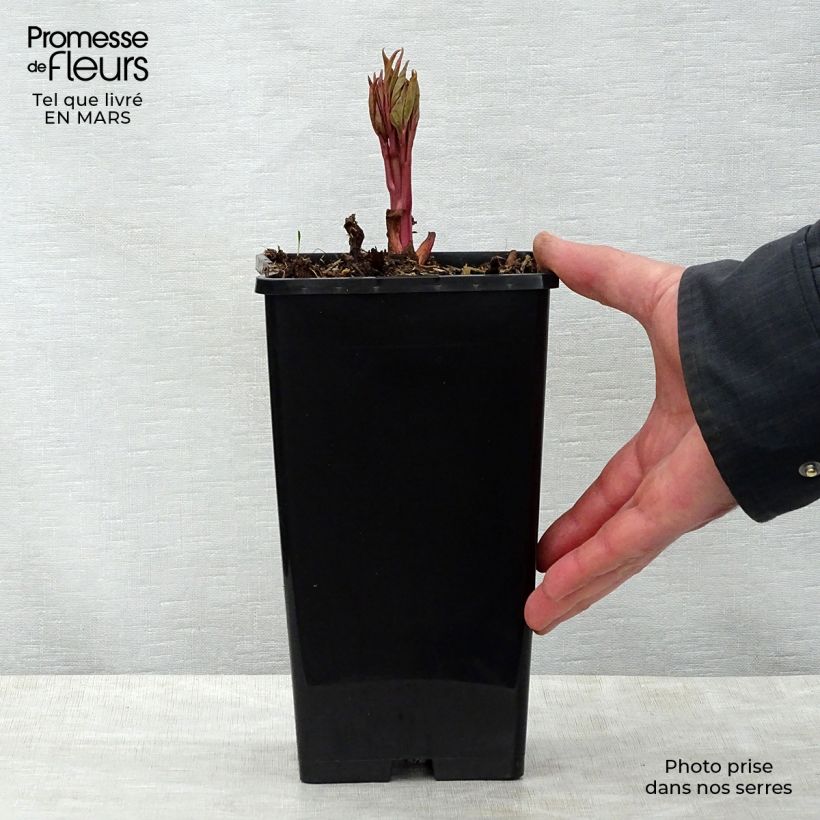 Paeonia lactiflora Claire de Lune 3L/4L pot sample as delivered in spring