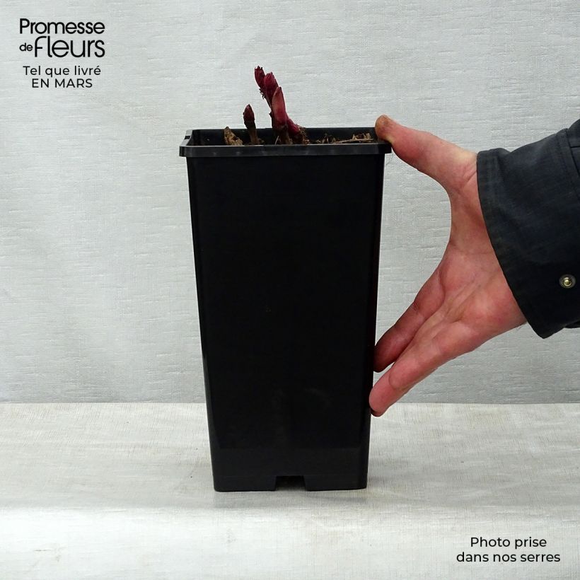 Paeonia Itoh Bartzella - Itoh Peony 3L/4L pot sample as delivered in spring