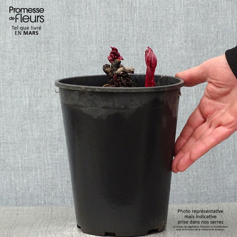 Paeonia x Itoh 'Cora Louise' 3L/4L pot sample as delivered in winter
