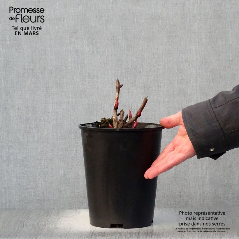 Paeonia x Itoh 'Cora Louise' 3L/4L pot sample as delivered in spring