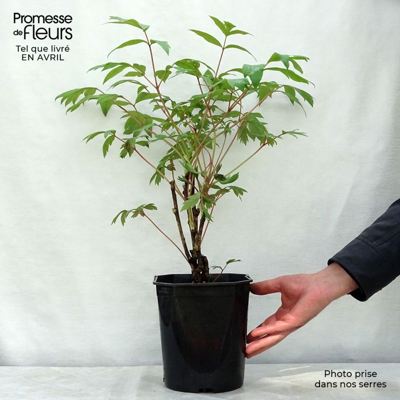 Paeonia suffruticosa Ri Yue Jin - Tree Peony 4L/5L pot sample as delivered in spring