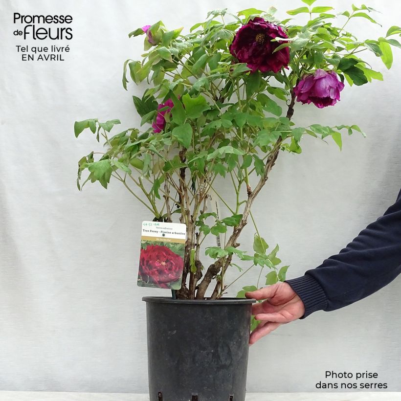 Paeonia suffruticosa Wu Jin Yao Hui - Tree Peony 6L/7L pot sample as delivered in spring