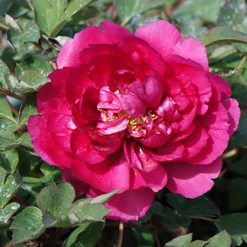 Paeonia suffruticosa Wu Long Peng Sheng - Tree Peony (Flowering)