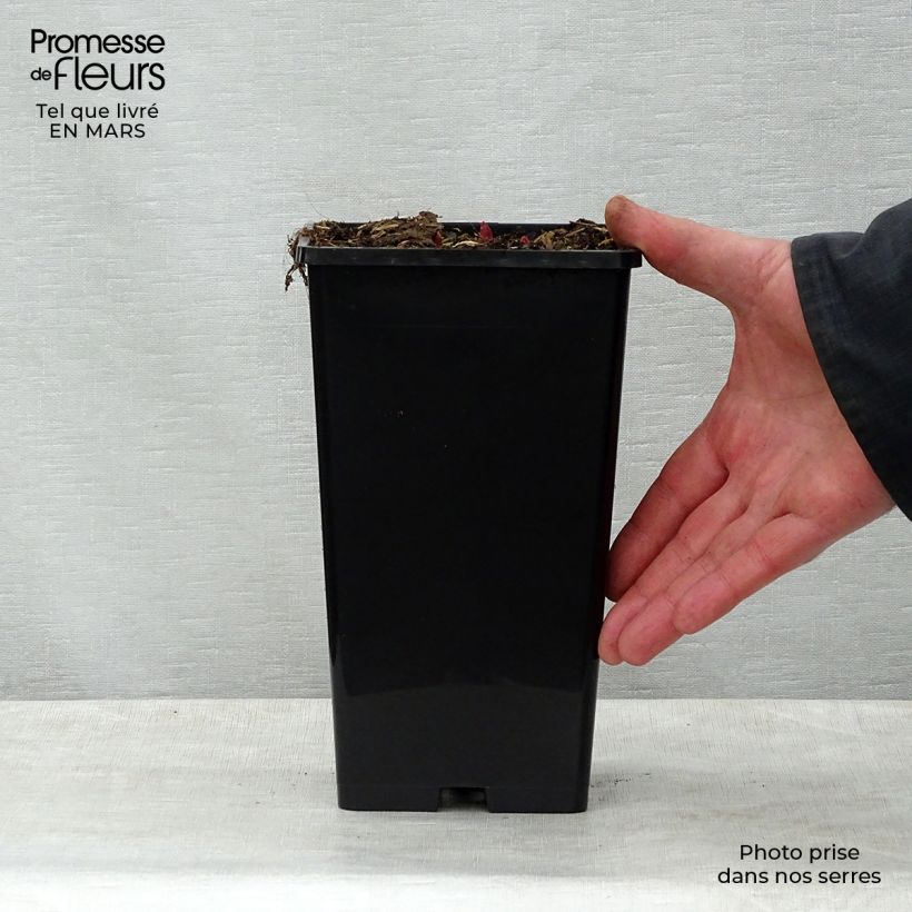 Paeonia lactiflora Buckeye Belle 3L/4L pot sample as delivered in spring