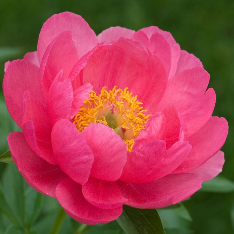 Paeonia lactiflora Cytherea (Flowering)